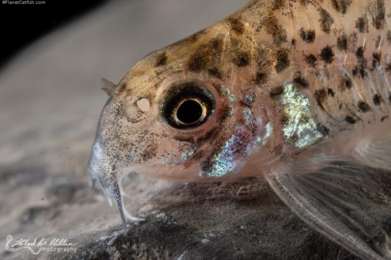 Hoplisoma loretoense