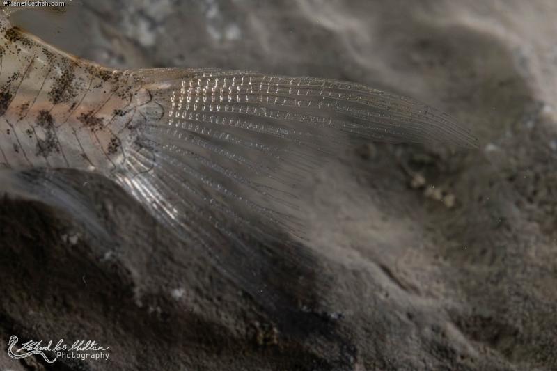 Hoplisoma loretoense
