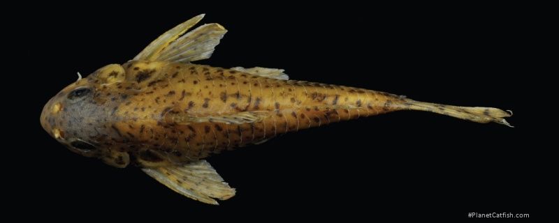 Hoplisoma lymnades
