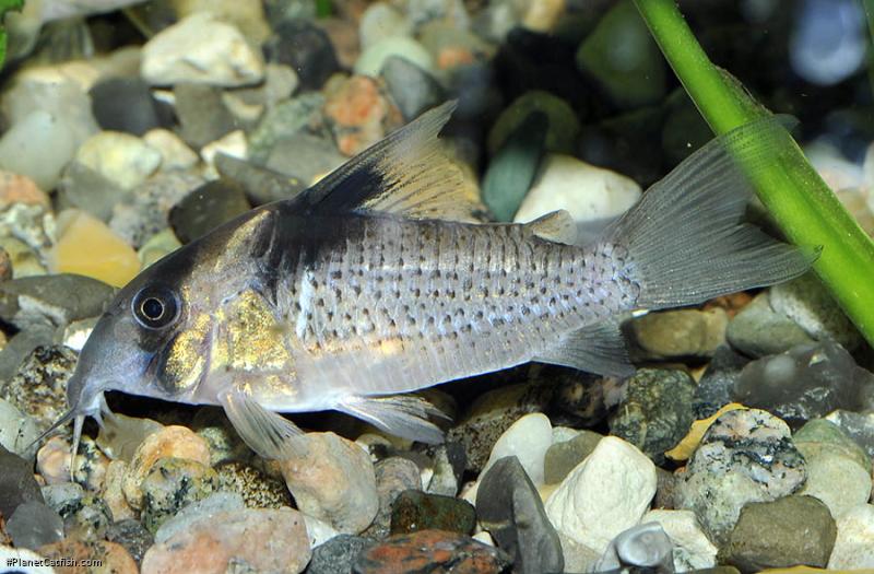 Hoplisoma melanistium