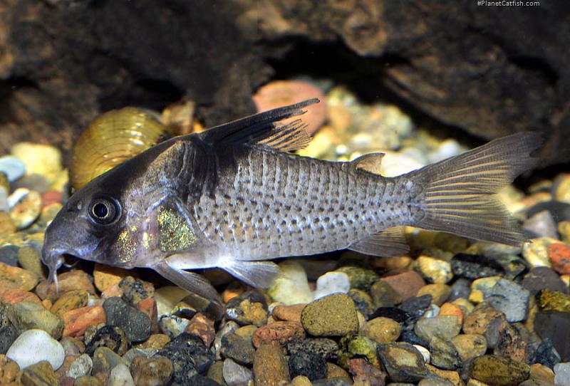 Hoplisoma melanistium