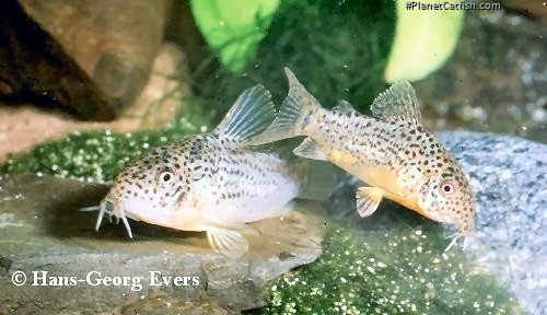 Hoplisoma multimaculatum