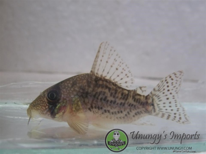 Hoplisoma noxium