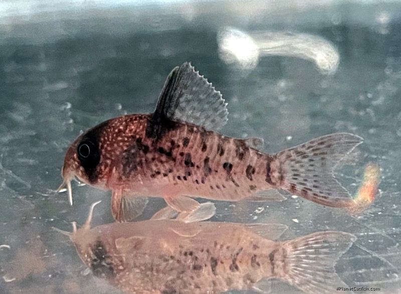Hoplisoma noxium