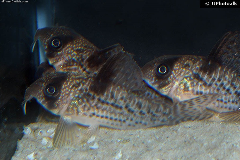 Hoplisoma noxium