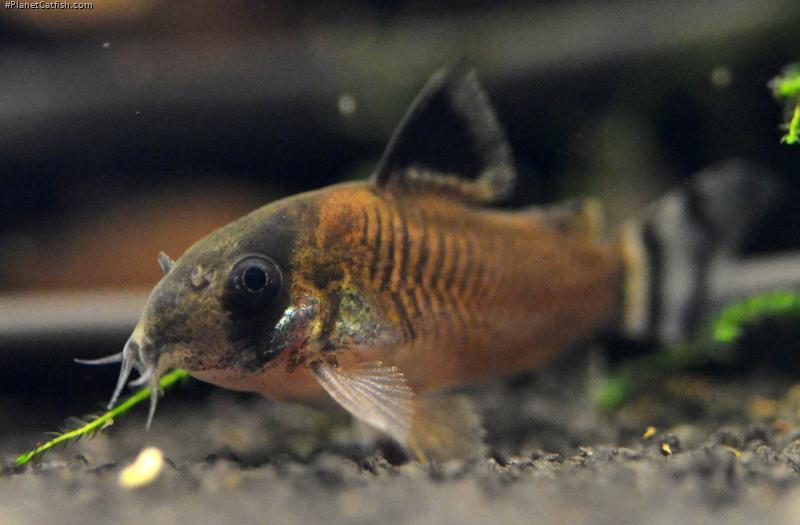 Hoplisoma oiapoquense