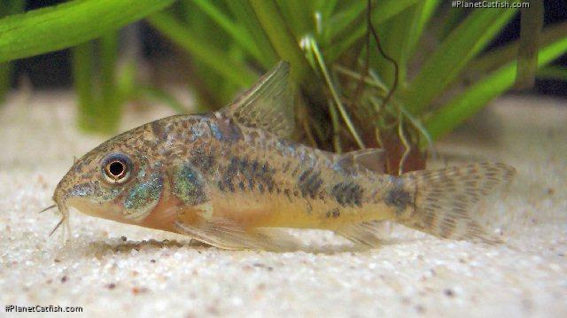 Hoplisoma paleatum