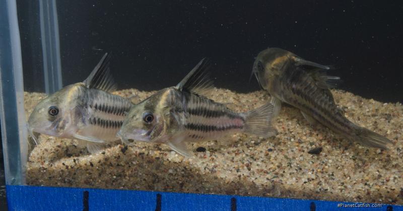 Hoplisoma parallelum