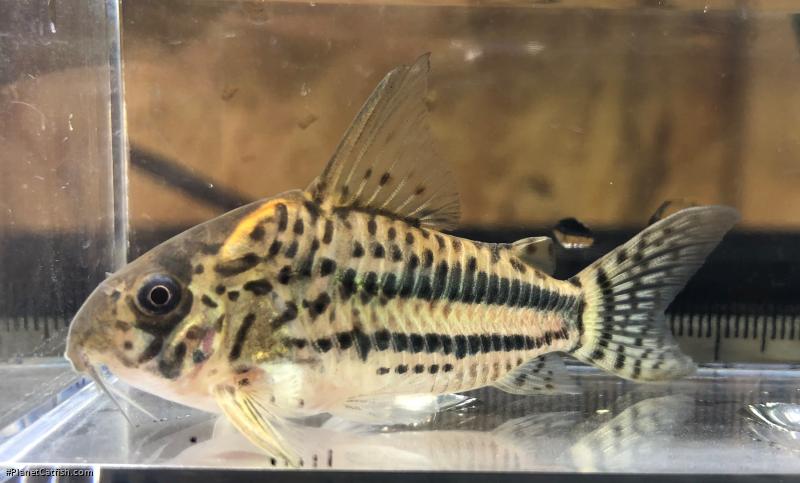Hoplisoma pavanelliae