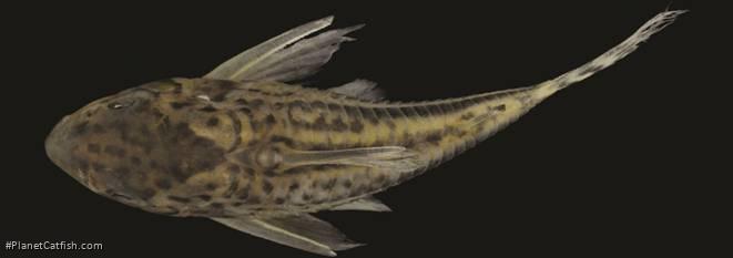 Hoplisoma pavanelliae