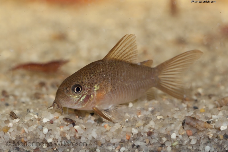 Hoplisoma polystictum
