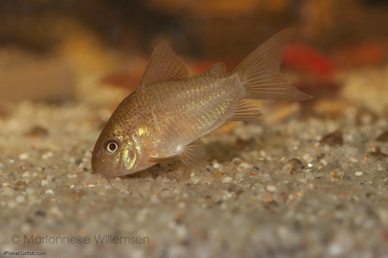 Hoplisoma polystictum