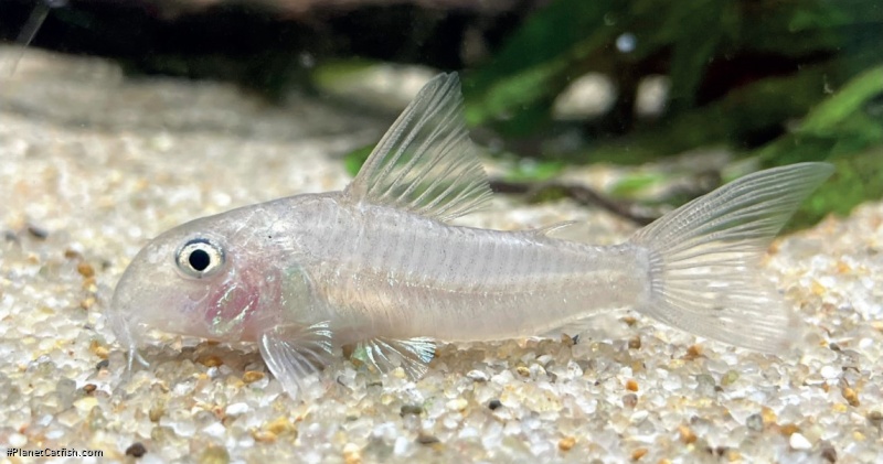 Hoplisoma psamathos