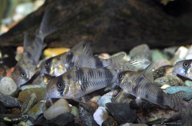 Hoplisoma reynoldsi