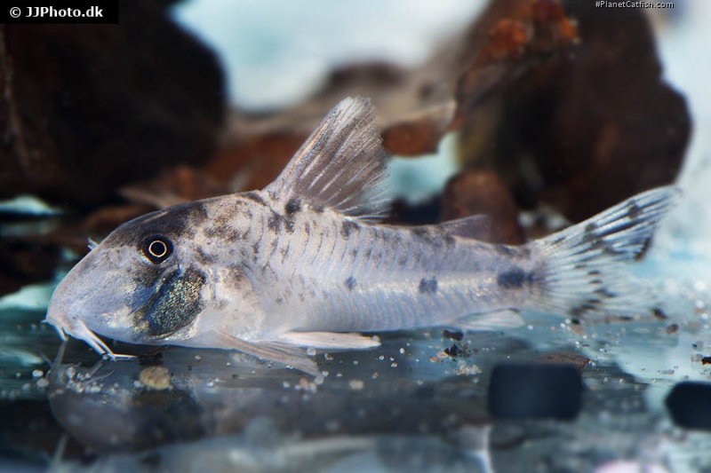 Hoplisoma rikbaktsa