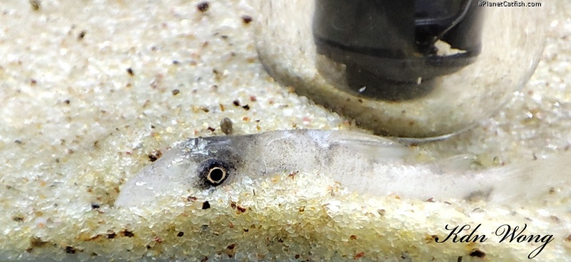 Hoplisoma rikbaktsa