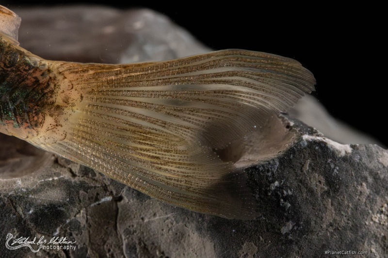 Hoplisoma simile