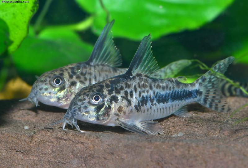 Hoplisoma sipaliwini