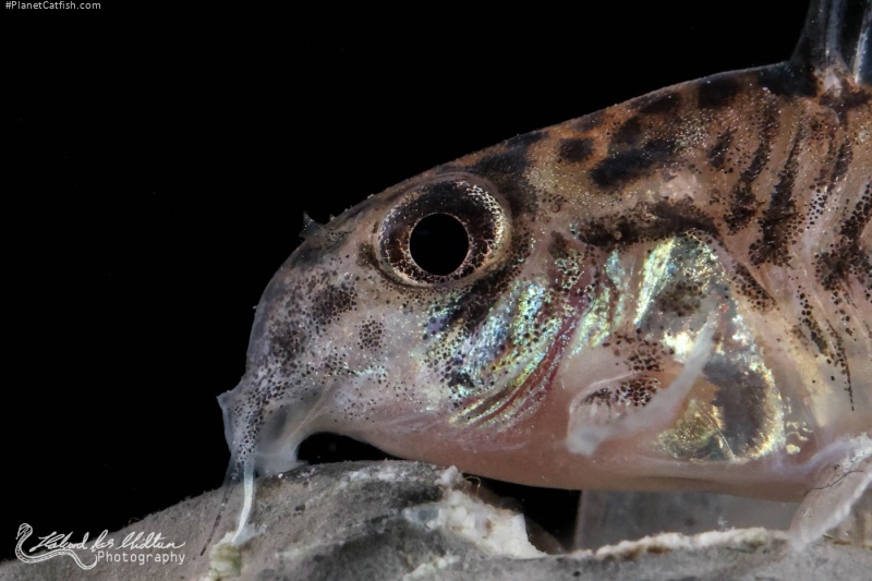 Hoplisoma sipaliwini