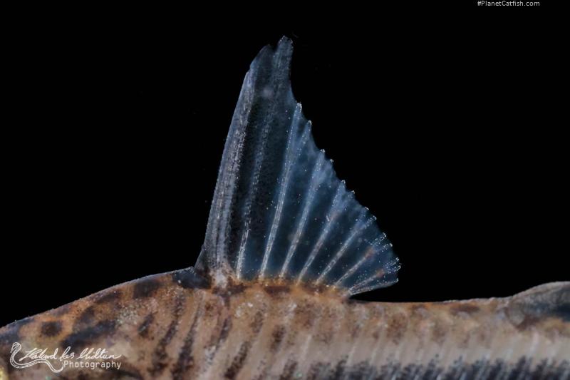 Hoplisoma sipaliwini