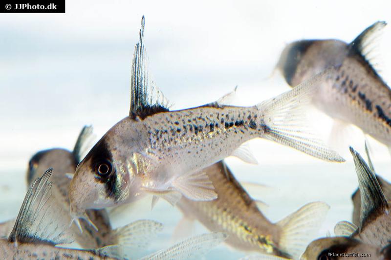 Hoplisoma sp. (C003)