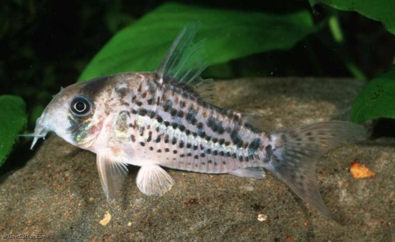 Hoplisoma sp. (C079)
