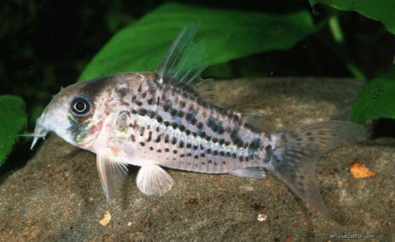 Hoplisoma sp. (C083)
