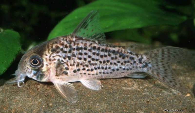 Hoplisoma sp. (C083)