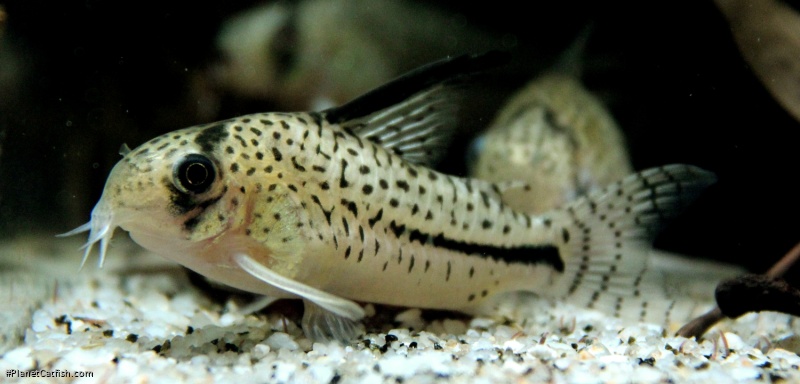 Hoplisoma sp. (C091)