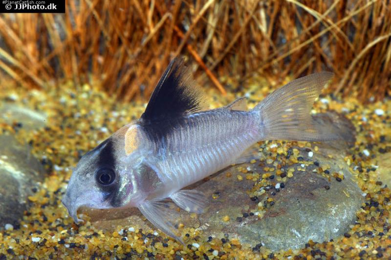 Hoplisoma sp. (C121)