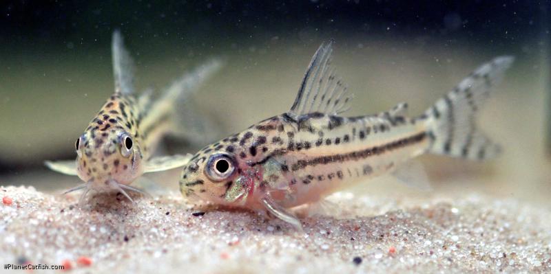 Hoplisoma sp. (C150)