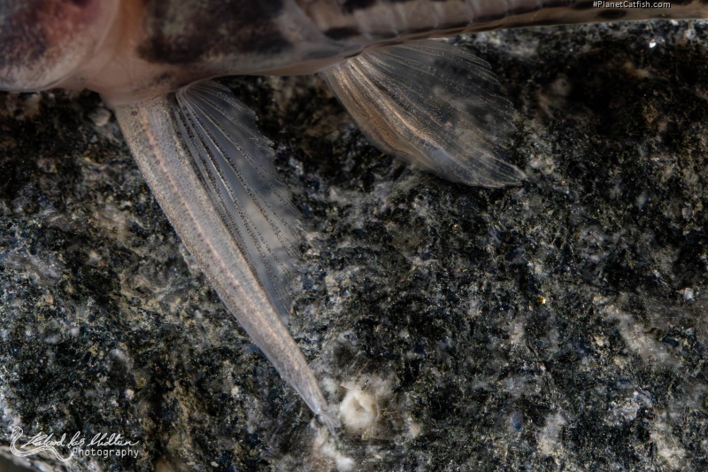 Hoplisoma sp. (Cw028)