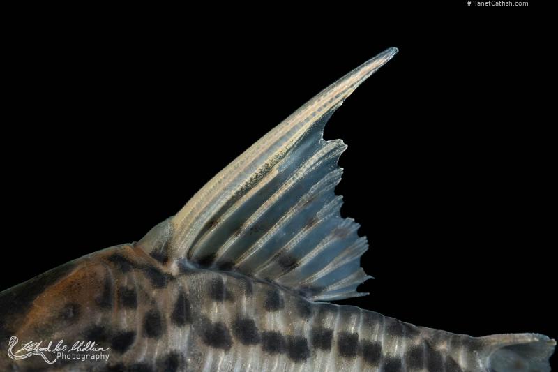 Hoplisoma sp. (Cw028)