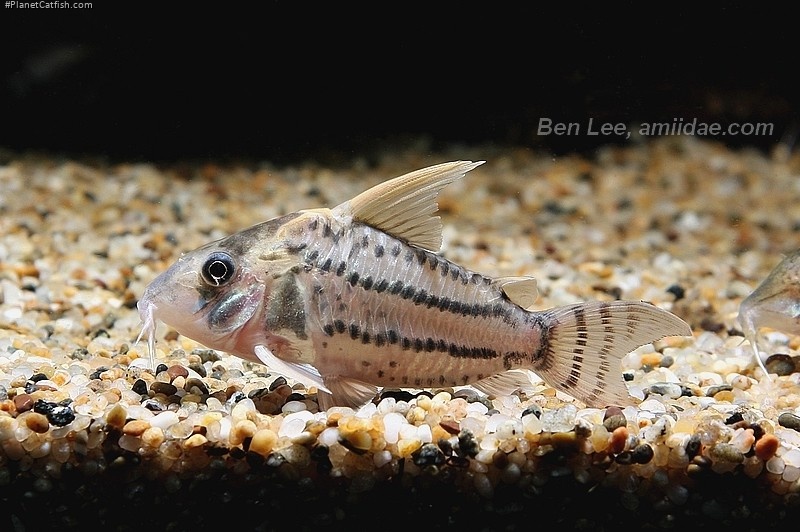 Hoplisoma sp. (Cw028)