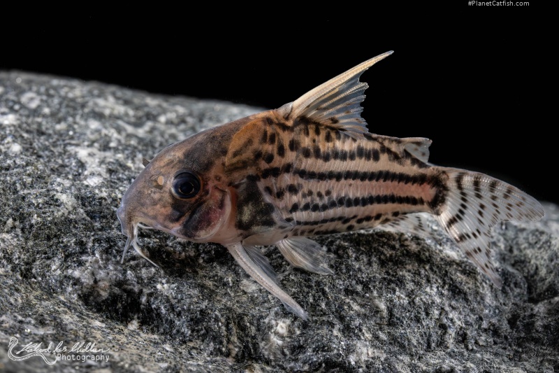 Hoplisoma sp. (Cw028)