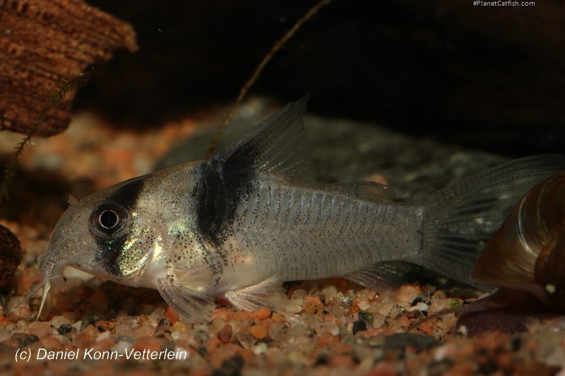 Hoplisoma sp. (Cw049)