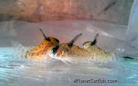 Hoplisoma sp. (Cw094)