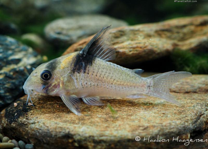 Hoplisoma sp. (Cw098)