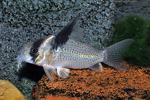 Hoplisoma sp. (Cw098)