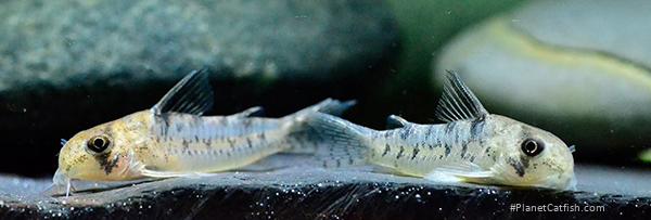 Hoplisoma sp. (Cw104)