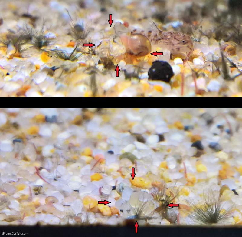 Hoplisoma sp. (Cw104)