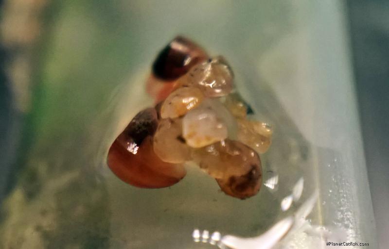 Hoplisoma sp. (Cw104)