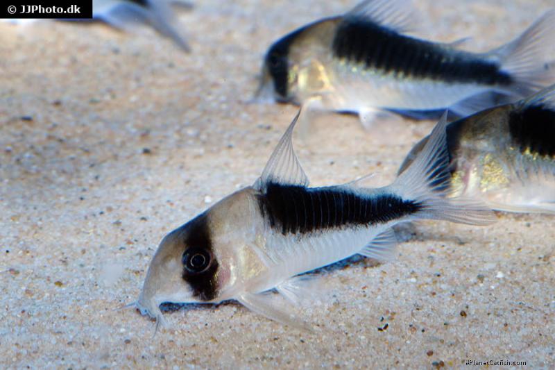 Hoplisoma sp. (Cw107)