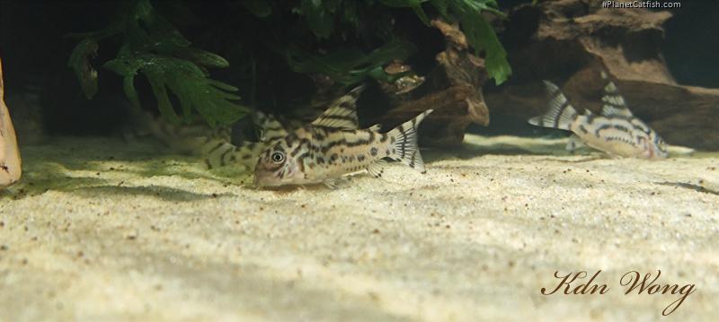 Hoplisoma sp. (Cw111)