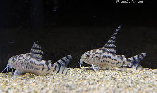 Hoplisoma sp. (Cw111)