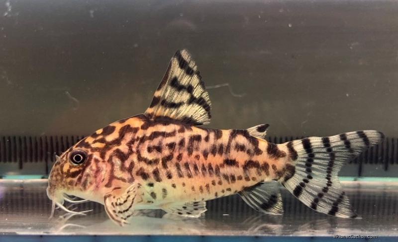 Hoplisoma sp. (Cw111)
