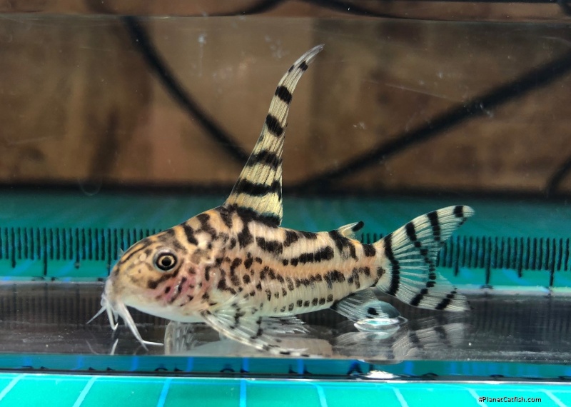 Hoplisoma sp. (Cw111)