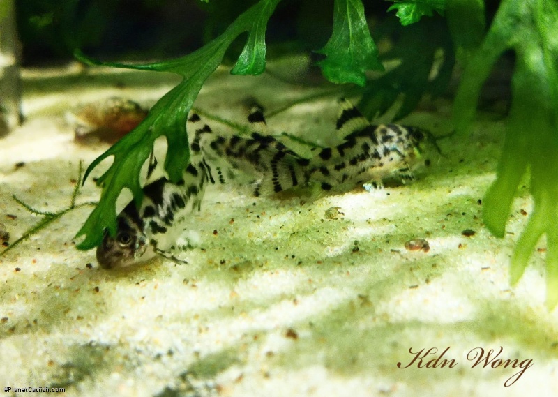 Hoplisoma sp. (Cw111)