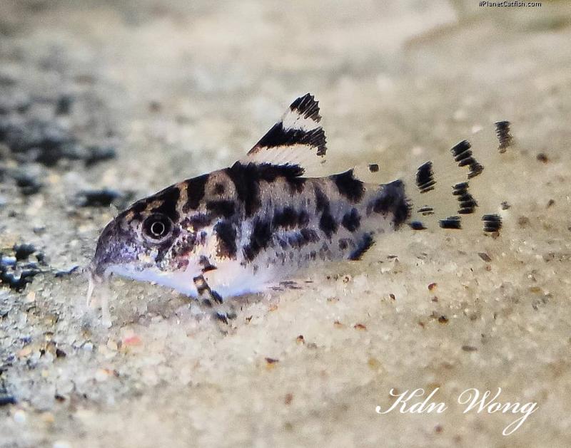 Hoplisoma sp. (Cw111)