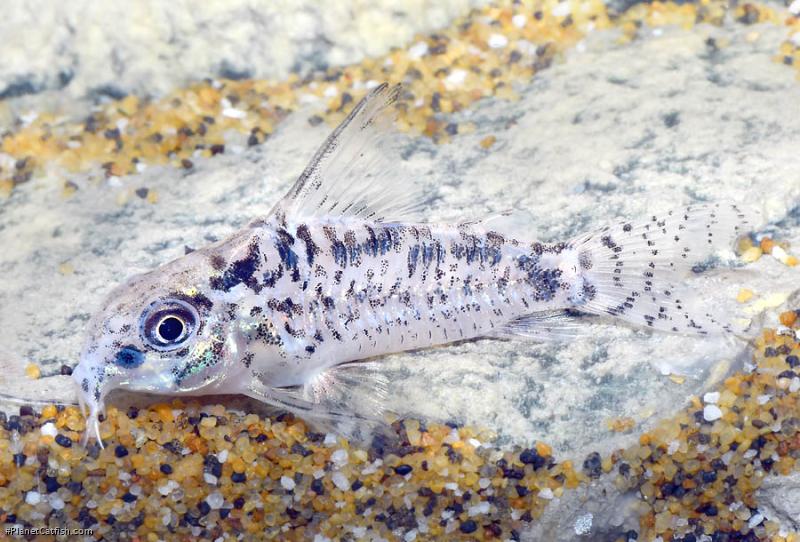 Hoplisoma sp. (Cw112)
